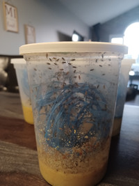 Fruit flies & spring tails - feeder insects & bioactive crew