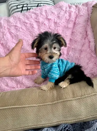 Tiny Toy Yorkie terrier puppy, View more