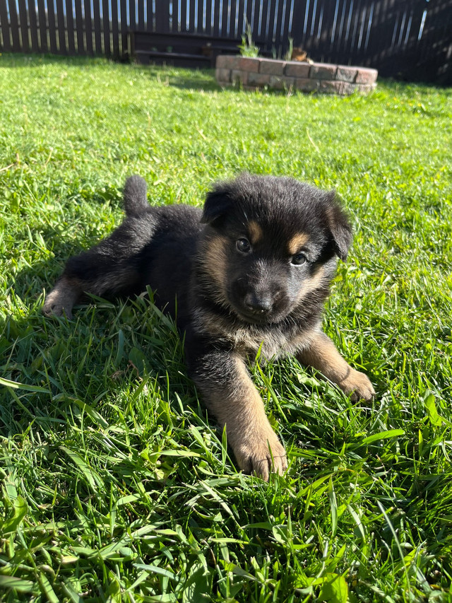 German Shepherd Puppies | Dogs & Puppies for Rehoming | Edmonton | Kijiji