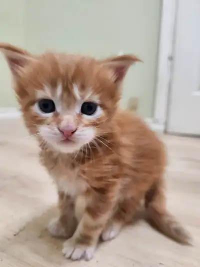 Chaton née le 21 avril 2025. Seront prêt à quitter en aout. Vacciner, sterelisé, vermifugé, cert...