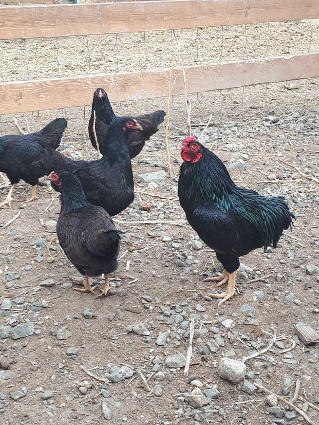 Dark cornish game hens in Livestock in Kamloops - Image 2