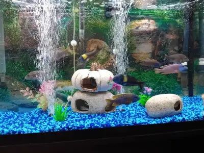 3 Tropheus Duboisi 3 Tropheus Duboisi ,2 Males of 3 inches each and 1 Female of 3,5 inches. Each fis...