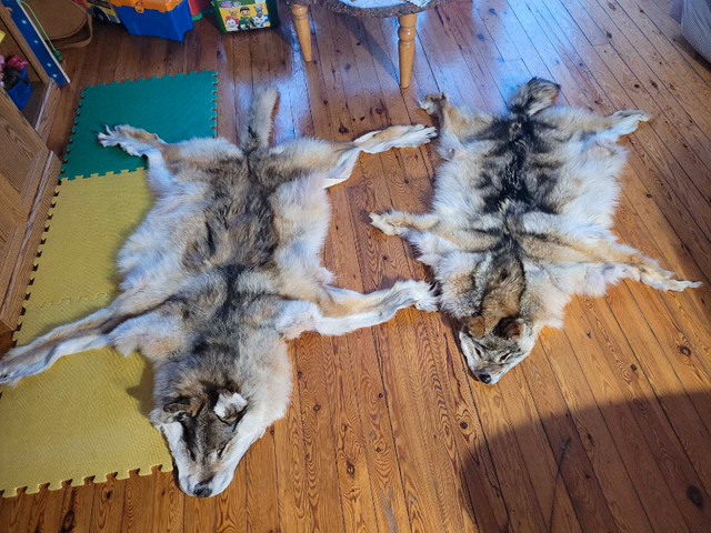 Wolf pelt for sale in Other in Sault Ste. Marie - Image 2