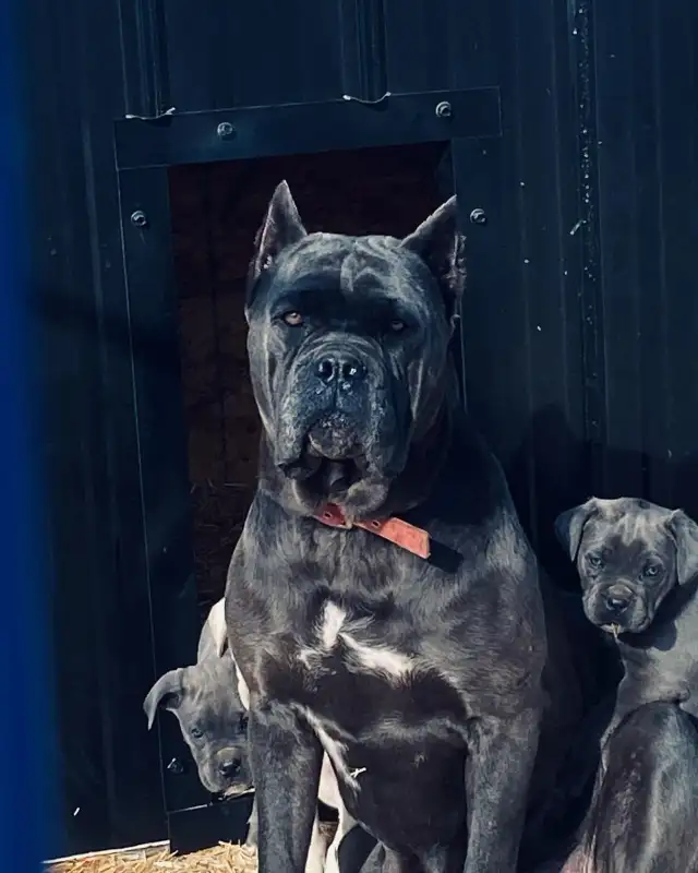 Boerso  cane corso boerboel  in Dogs & Puppies for Rehoming in Lethbridge - Image 9
