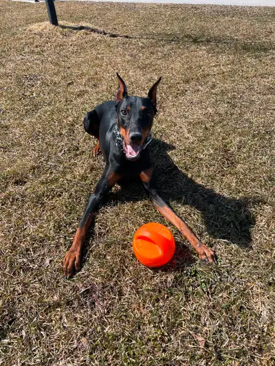Doberman for Rehoming, View more
