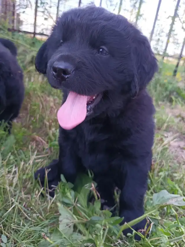 ONE PUPPY LEFT Beautiful Newfoundland Puppies in Dogs & Puppies for Rehoming in Edmonton - Image 5