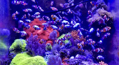 Designer clownfish , View more