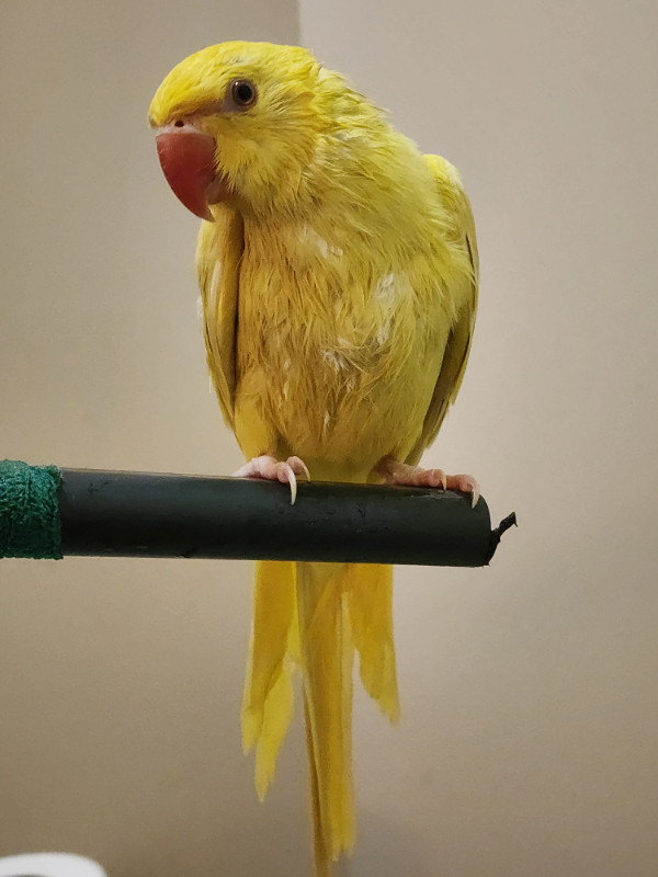 Yellow Indian ringneck - young  at Tyrannosaurus pets in Birds for Rehoming in Belleville