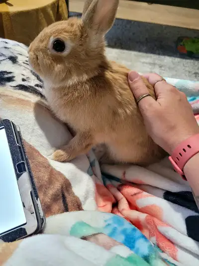 Petite lapine deja a sa taille adulte . Gentille, propre et caline habituer a etre libre . Viens ave...