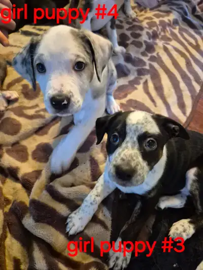 $200 puppies, View more