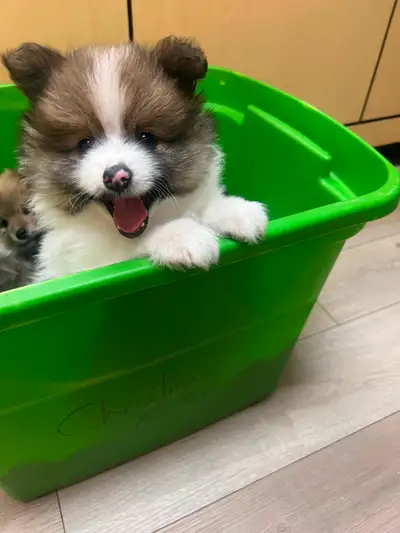 Pomeranian puppies for rehoming. The puppies were born March 27. The puppies are vaccinated and read...