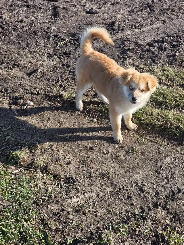 pomsky/pomeranian puppies | Dogs & Puppies for Rehoming | Edmonton ...