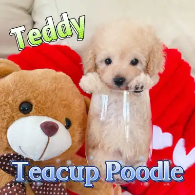 ❤️❤️❤️Very Tiny Toy Poodle(4-5 lbs fully grown), View more