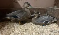 Pair of Call Ducks 