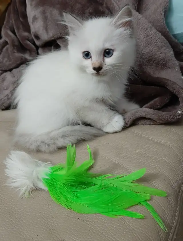 RARE Purebred Birman kittens
