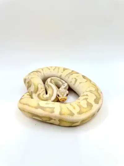 Young Ball Python Male