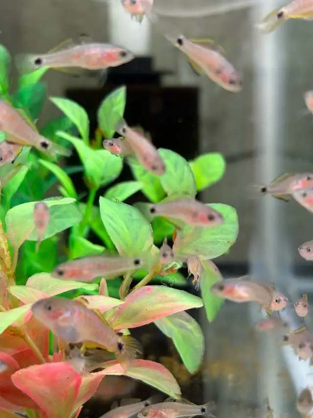 Peacock Goby - Gudreon in Fish for Rehoming in Markham / York Region - Image 4