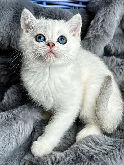 PUREBRED BRITISH SHORTHAIR GIRLS !, View more