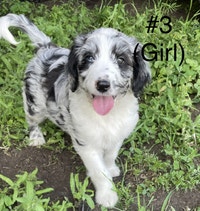 3 Aussiedoodle pups *Ready to go!*Videos available!*