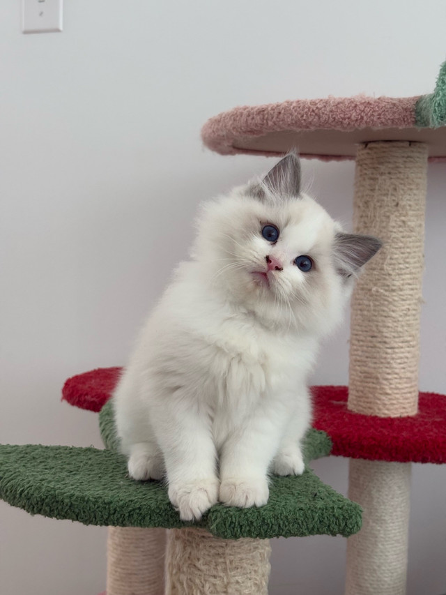 Beautiful kittens available for rehoming! in Cats & Kittens for Rehoming in Ottawa - Image 2