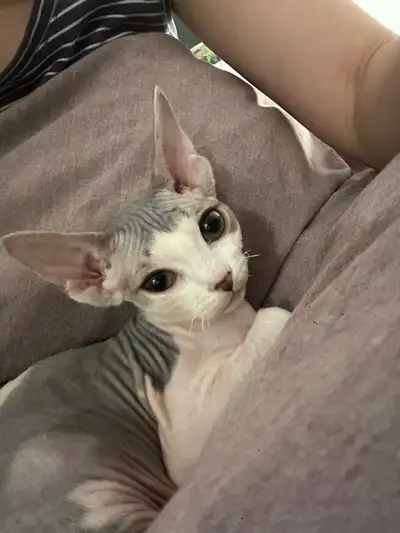 Devon Rex Kitten Looking for a Loving Home, View more