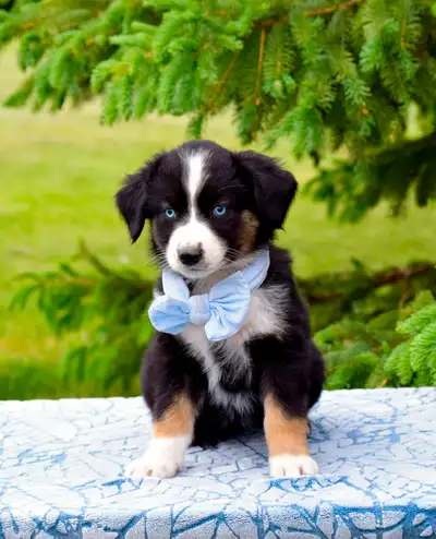 Miniature Golden Aussie Pups!!, View more