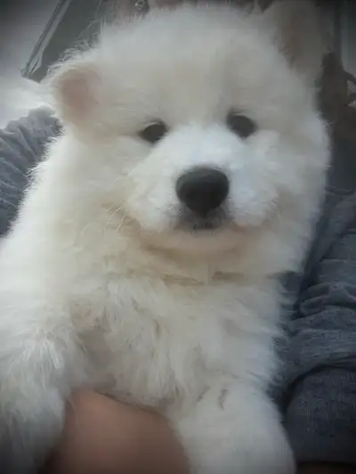 One male left! He’s got the cutest little face and is very playful! His current name is Leaf. We are...