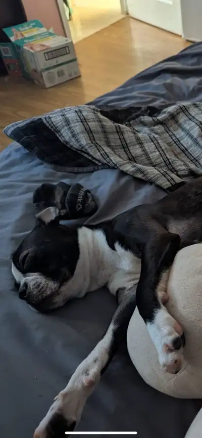 Chien+Boston+a+vendre, View more