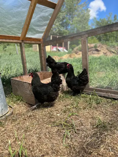 Hens, Chickens., View more