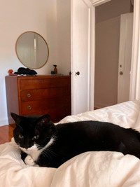 MISSING BLACK AND WHITE CAT