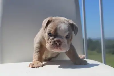Olde English bulldog puppie male puppy Reserve yours now at: www.outstandingcanines.ca Instagram @ou...