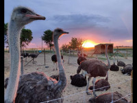 Ostrich breeders for sale