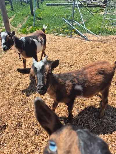 Nigerian Dwarf Goats group of 5, View more
