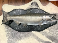 Salmon professionally mounted 46”x 20” mounted and Fish 41” L  