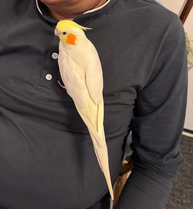 Cockateil -Hamd Tamed in Birds for Rehoming in Kitchener / Waterloo - Image 7