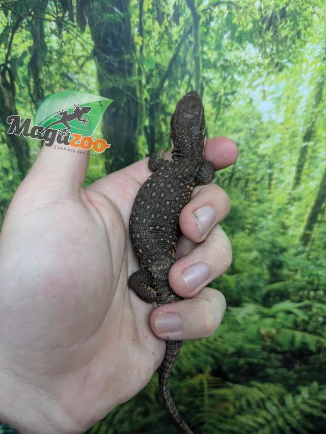 Varans des savanes  dans Reptiles et amphibiens à adopter  à Ville de Montréal - Image 3