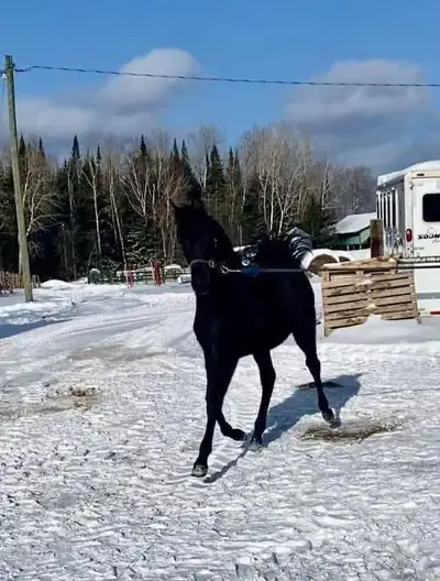 Gorgeous Morgan Filly, View more