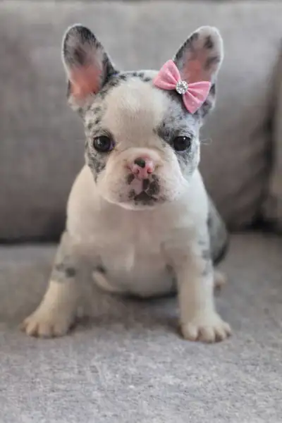 french bulldog, View more