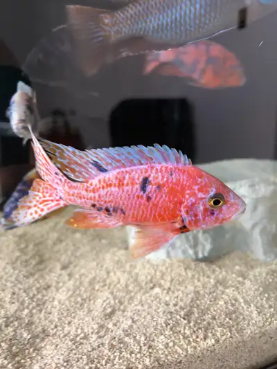 Malawi Peacock Cichlids, View more