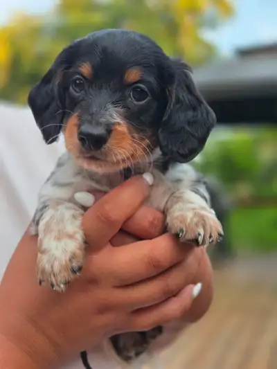Long haired dachshund puppies, View more