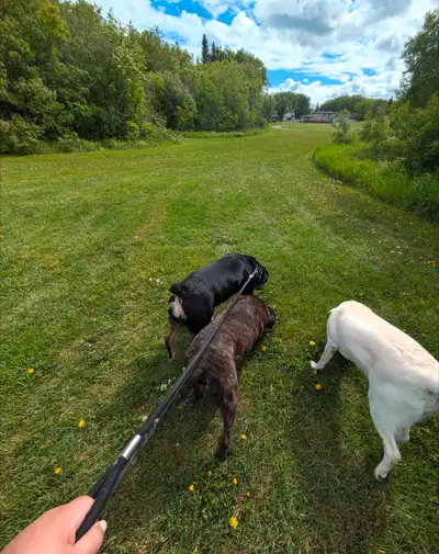 Waggy Walks: Pet Sitter & Dog Walker Saskatoon, View more