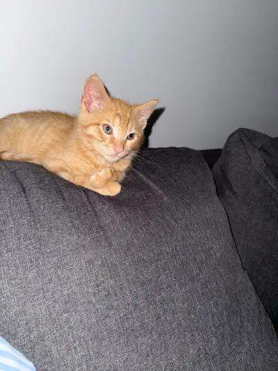2.5 months old kitten, View more