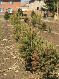 Spruce Trees for sale