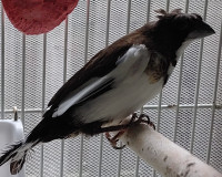 5 x 2024 Brown & White Crested Society Finch Baby Birds