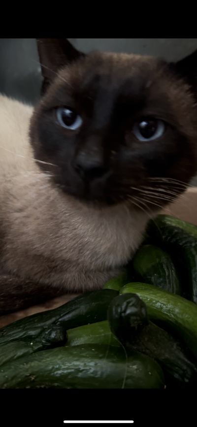 Cat she’s a Siamese, View more