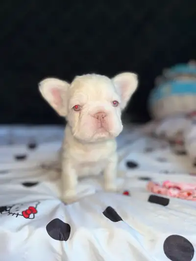 French Bulldog puppies, View more