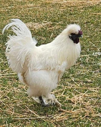 White Silkie Rooster For Sale