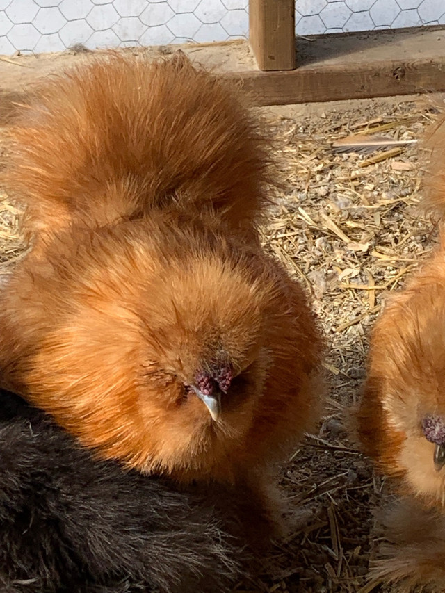 3 Silkie Roos Available in Equestrian & Livestock Accessories in North Bay - Image 3