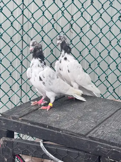 teddy Pakistani high flyer pigeon , View more