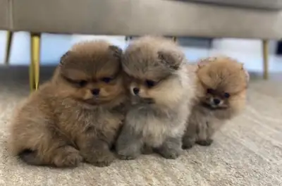 Teddy bear pomeranians, View more
